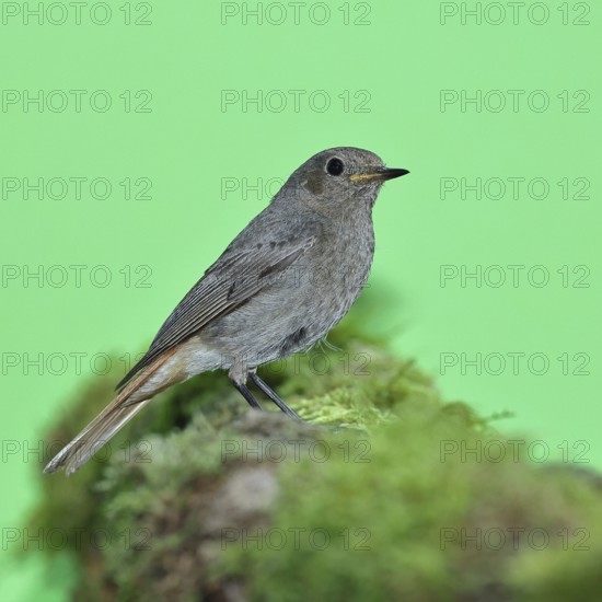 Black redstart (Phoenicurus ochruros), female on a moss-covered tree stump in a garden, Wilnsdorf, North Rhine-Westphalia, Germany