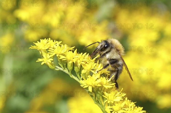 Field bumblebee (Bombus pascuorum), collecting nectar on a Solidago canadensis (Solidago canadensis) flower, close-up, Wilnsdorf, North Rhine-Westphalia, Germany