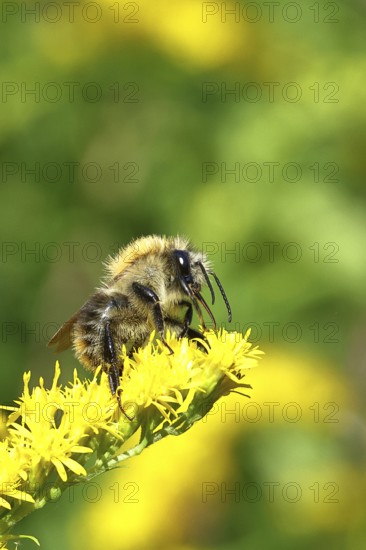 Field bumblebee (Bombus pascuorum), collecting nectar on a Solidago canadensis (Solidago canadensis) flower, close-up, Wilnsdorf, North Rhine-Westphalia, Germany