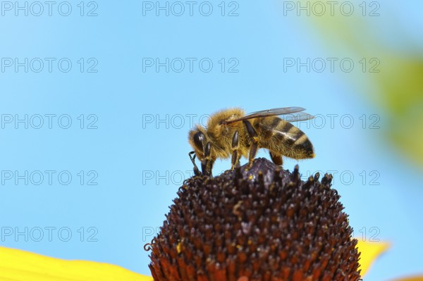 European honey bee (Apis mellifera), collecting nectar from a flower of the yellow coneflower (Echinacea paradoxa), macro photograph, Wilnsdorf, North Rhine-Westphalia, Germany