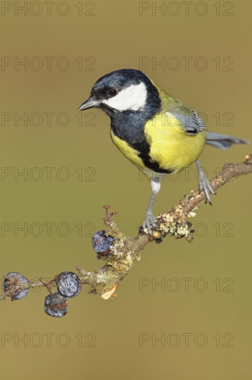 Great tit (Parus major), sitting on a branch in a blackthorn bush, (Prunus spinosa), sloes, with ripe fruit, autumn, wildlife, animals, tit family, songbird, birds, Wilnsdorf, North Rhine-Westphalia, Germany