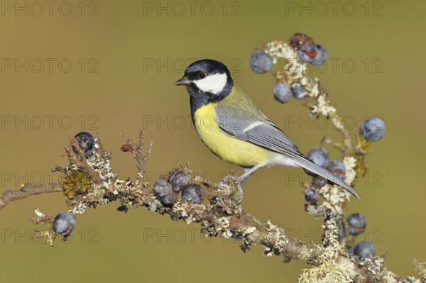 Great tit (Parus major), sitting on a branch in a blackthorn bush, (Prunus spinosa), sloes, with ripe fruit, autumn, wildlife, animals, tit family, songbird, birds, Wilnsdorf, North Rhine-Westphalia, Germany