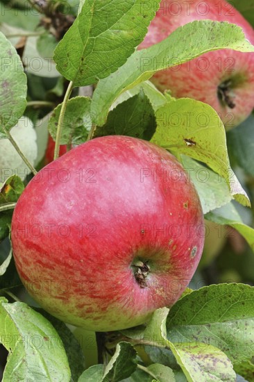 Apple (Malus domestica), red apple, ripe fruit on an apple tree, Wilnsdorf, North Rhine-Westphalia, Germany
