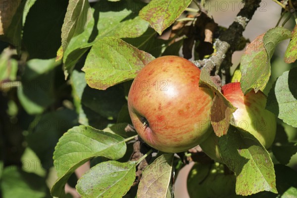 Apple (Malus domestica), red-yellow apple, ripe fruit on an apple tree, Wilnsdorf, North Rhine-Westphalia, Germany