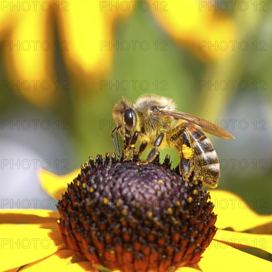 European honey bee (Apis mellifera), collecting nectar from a flower of the yellow coneflower (Echinacea paradoxa), with pollen panties and covered with pollen on the body, macro photograph, Wilnsdorf, North Rhine-Westphalia, Germany