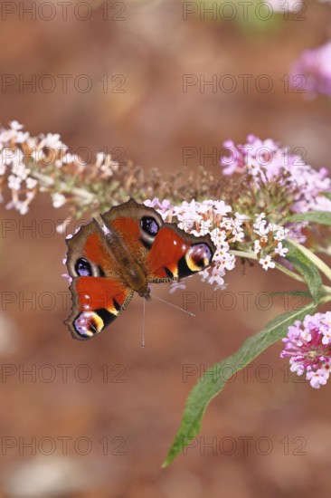 Peacock butterfly (Inachis io) sucking nectar on butterfly bush (Buddleja davidii), in a natural environment in the wild, close-up, wildlife, insects, butterflies, butterflies, Wilnsdorf, North Rhine-Westphalia, Germany
