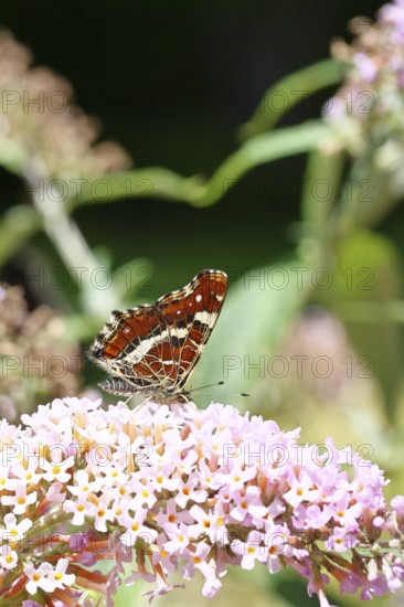 Land carder (Araschnia levana), summer generation, closed wings, underside of wings, on a summer lilac (Buddleja davidii), butterfly lilac, in a natural environment in the wild, close-up, wildlife, insects, butterflies, butterfly, Wilnsdorf, North Rhine-Westphalia, Germany