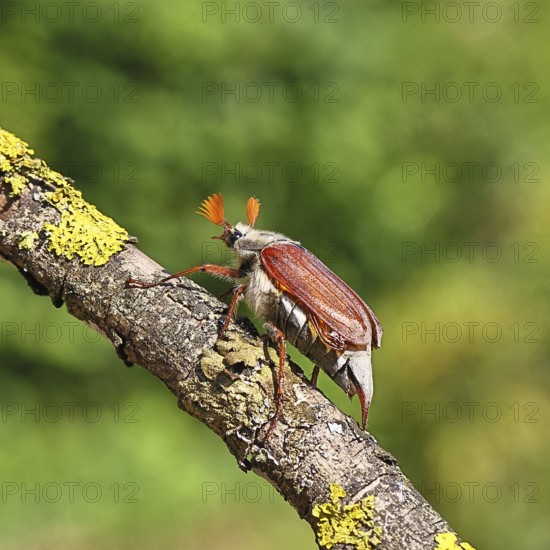 May beetle, wood cockchafer (Melolontha hippocastani), male, on a branch overgrown with lichen, close-up, Wilnsdorf, North Rhine-Westphalia, Germany