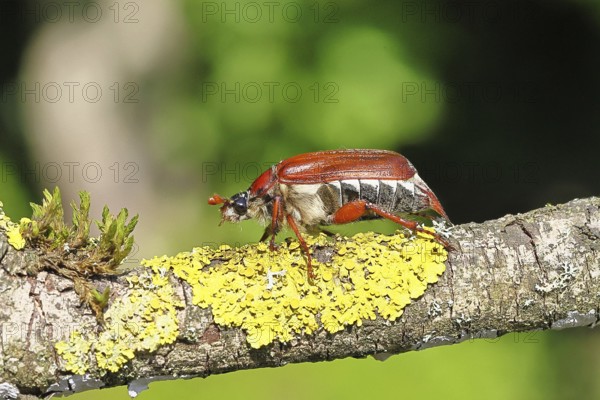 May beetle, wood cockchafer (Melolontha hippocastani), female, on a branch covered with lichen, close-up, Wilnsdorf, North Rhine-Westphalia, Germany