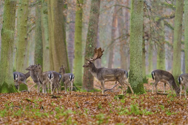 Herd of deer in autumn forest, a leading stag with antlers, many trees, European fallow deer (dama dama), Hesse, Germany