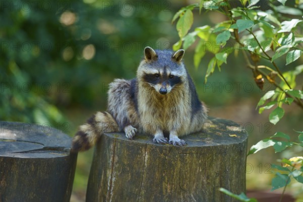 A raccoon resting on a tree trunk in the countryside, raccoon (Procyon lotor), autumn, Germany