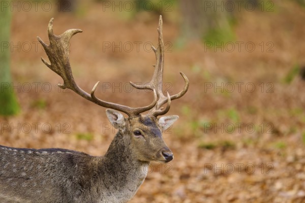 Stag with impressive antlers in autumn forest, European fallow deer (dama dama), Hesse, Germany