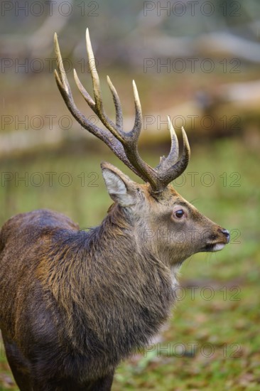 A deer with large antlers in the forest, nature appears calm and peaceful, Sika deer (Cervus nippon), Hesse, Germany