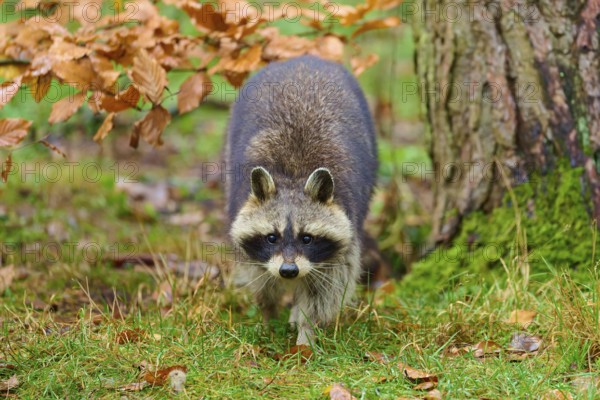 A raccoon inspects the area under a tree in the forest, raccoon (Procyon lotor), autumn, Germany