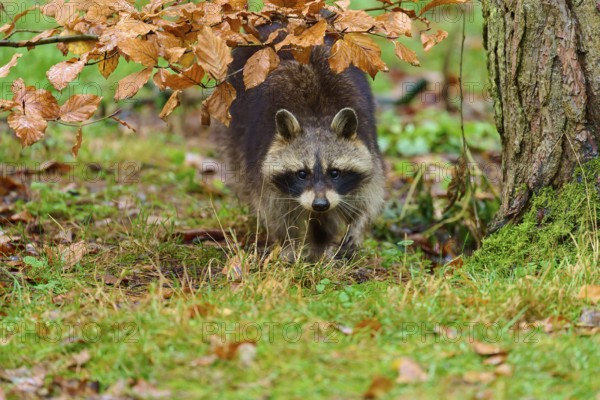 A raccoon under a tree with autumn foliage, raccoon (Procyon lotor), autumn, Germany