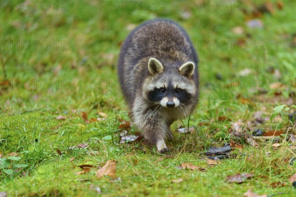 A raccoon moves across a green meadow with autumn leaves, raccoon (Procyon lotor), autumn, Germany