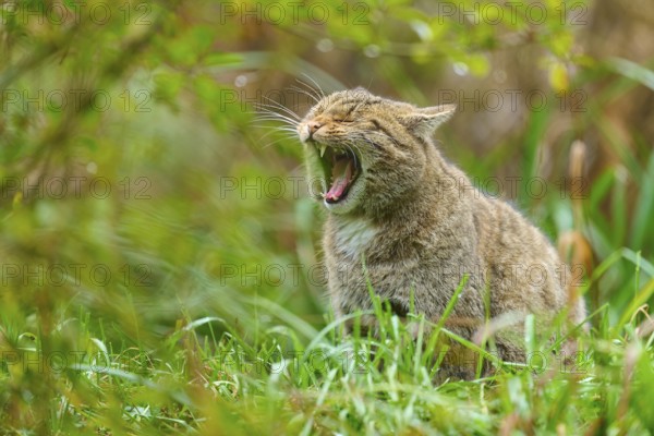 A yawning wildcat in a green forest conveys liveliness and closeness to nature, European wildcat (Felis silvestris silvestris), Hesse, Germany