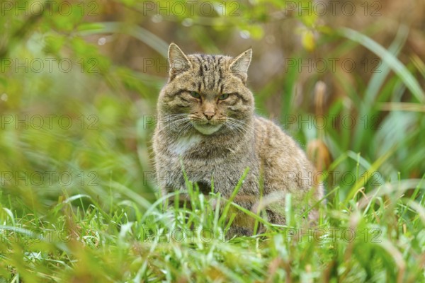 A wildcat sits relaxed in the green grass, surrounded by nature and tranquillity, European wildcat (Felis silvestris silvestris), Hesse, Germany