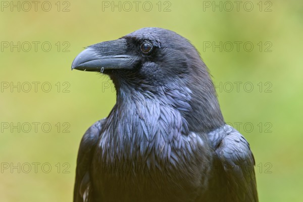 Close-up of a raven with detailed plumage against a blurred yellow and green background, Raven (Corvus corax), Hesse, Germany