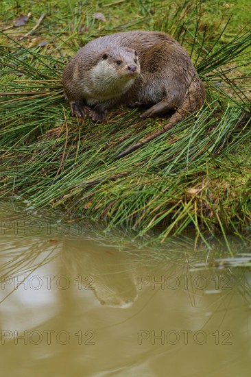 An otter with its reflection on the calm lake shore, otter (Lutra lutra), Hesse, Germany
