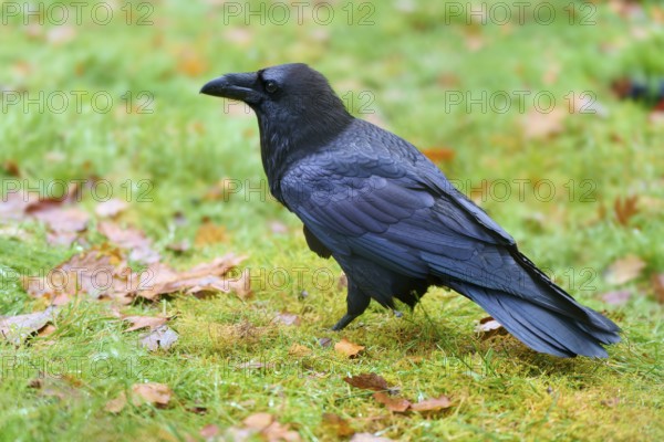 Raven standing in a meadow with autumn leaves, side view with focused feathers, Raven (Corvus corax), Hesse, Germany
