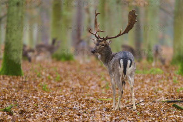 Stag standing on autumn ground in the forest, surrounded by trees, impressive antlers, European fallow deer (dama dama), Hesse, Germany