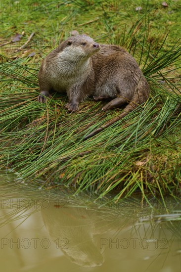 An otter on the lakeshore with its reflection in the water, otter (Lutra lutra), Hesse, Germany