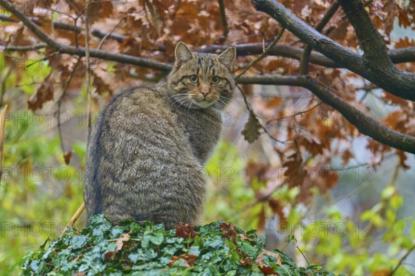 A wildcat with a view of the surroundings, surrounded by autumn leaves, European wildcat (Felis silvestris silvestris), Hesse, Germany