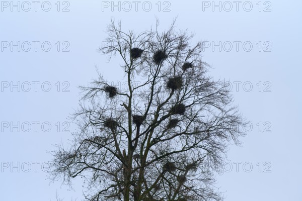 Bare tree with several nests against a clear sky, grey heron (Ardea cinerea), breeding colony, winter, Hesse, Germany