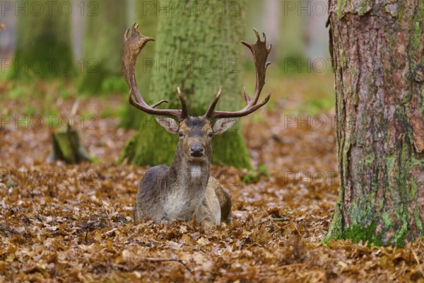 Stag lying in an autumnal forest full of leaves, large tree trunks visible, European fallow deer (dama dama), Hesse, Germany