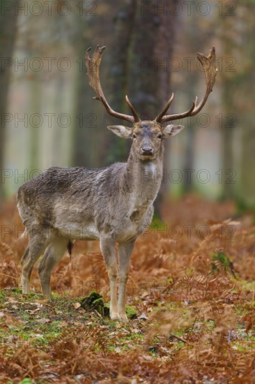 Stag standing in autumnal forest, impressive antlers, surrounded by reddish foliage, European fallow deer (dama dama), Hesse, Germany
