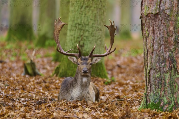 Deer lying in foliage in an autumn forest, large tree trunks in the background, European fallow deer (dama dama), Hesse, Germany