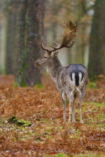 Deer seen from behind in the forest, surrounded by autumn leaves and moss, European fallow deer (dama dama), Hesse, Germany