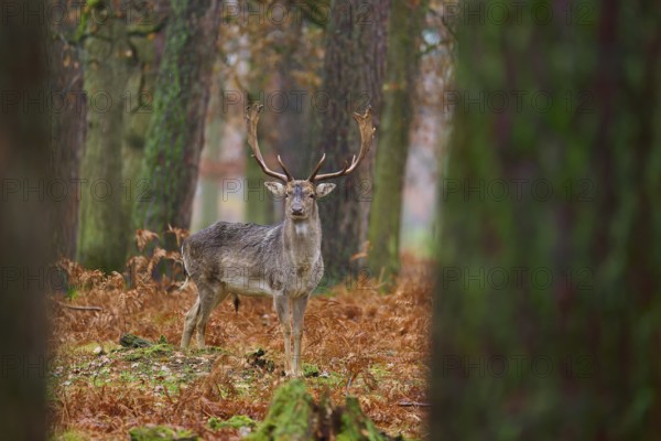 Standing stag in autumnal forest, surrounded by trees, magnificent antlers, European fallow deer (dama dama), Hesse, Germany