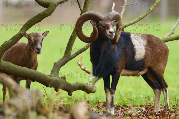 A pair of mouflons standing close together under autumnal trees in a meadow, European mouflon (Ovis aries musimon), Hesse, Germany