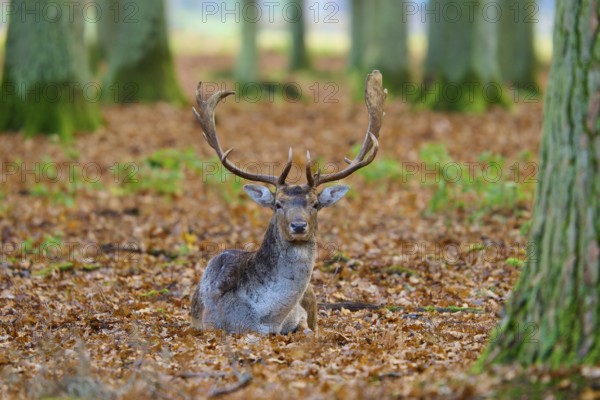 Stag sitting in the forest on leafy ground, with magnificent antlers, surrounded by trees, European fallow deer (dama dama), Hesse, Germany