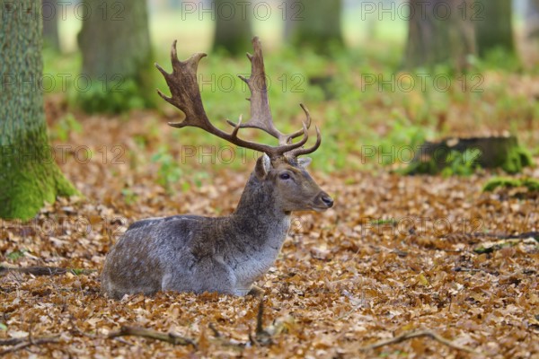 Stag lying in autumn leaves of a forest, impressive antlers, European fallow deer (dama dama), Hesse, Germany
