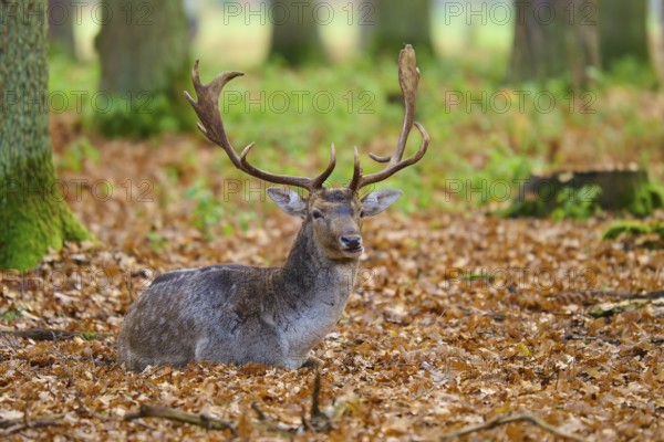 Stag with antlers sitting in an autumnal forest, European fallow deer (dama dama), Hesse, Germany