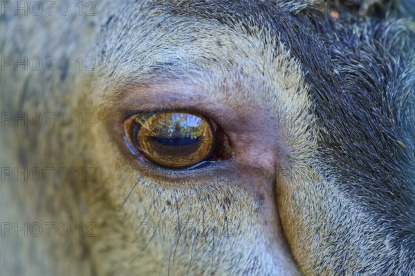 Close-up of an animal eye with reflection and detailed fur structure, red deer (Cervus elaphus), Hesse, Germany