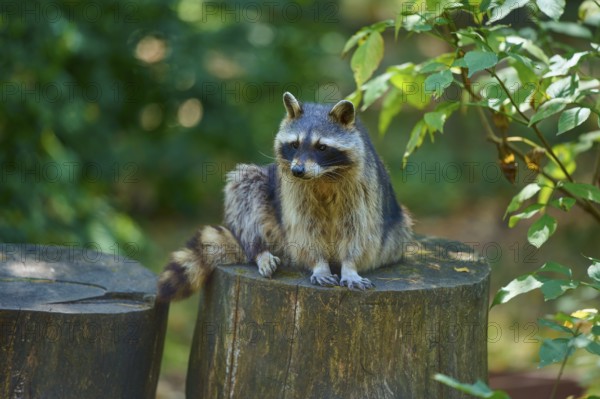 A raccoon sitting on a tree stump in the forest, raccoon (Procyon lotor), autumn, Germany
