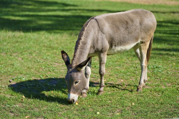 Donkey grazing on a green field in sunlight surrounded by peaceful nature, Hesse, Germany