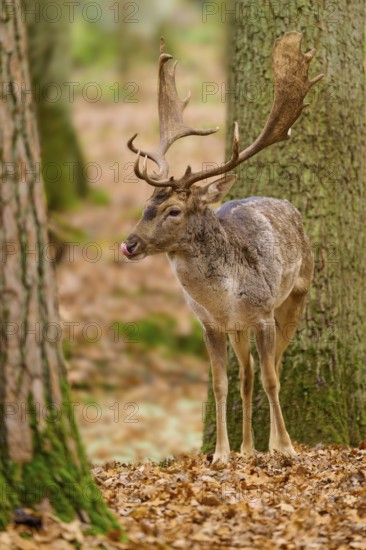 Deer in the forest with antlers in front of trees and foliage, European fallow deer (dama dama), Hesse, Germany
