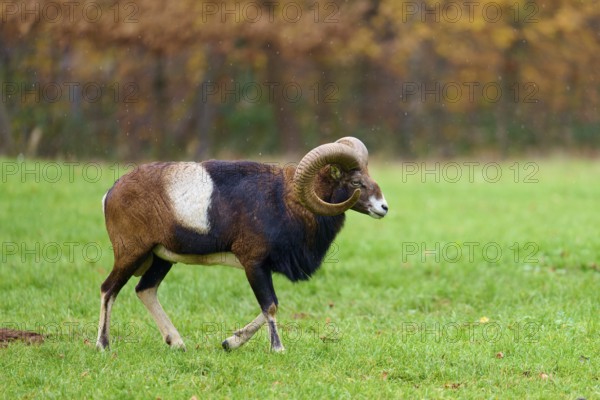 A mouflon with distinctive horns walks on a green meadow in the light rain, European mouflon (Ovis aries musimon), Hesse, Germany