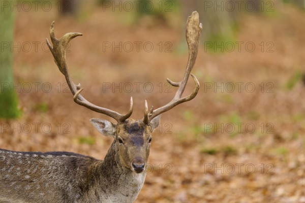 Stag with magnificent antlers in an autumn forest, European fallow deer (dama dama), Hesse, Germany