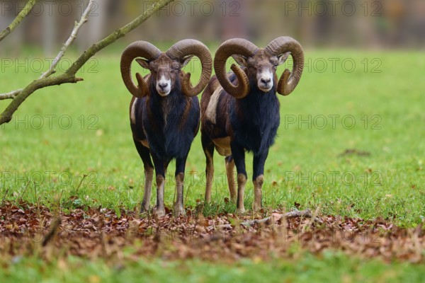 Two mouflons with impressive horns standing on a green meadow in autumn, European mouflon (Ovis aries musimon), Hesse, Germany