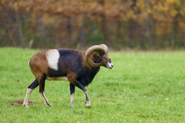 A mouflon with large horns strides across a green meadow against an autumnal background, European mouflon (Ovis aries musimon), Hesse, Germany