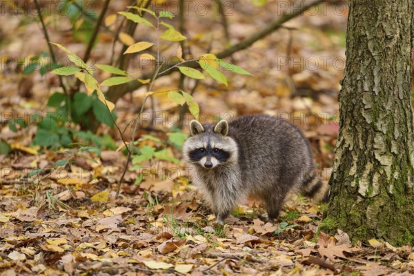 A raccoon observing its surroundings in an autumnal deciduous forest, raccoon (Procyon lotor), autumn, Germany