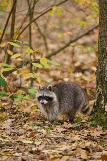 A curious raccoon stands next to a tree in autumn forest, raccoon (Procyon lotor), autumn, Germany