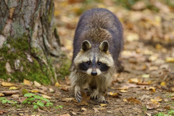 A raccoon walks on a leafy ground in autumn forest, raccoon (Procyon lotor), autumn, Germany