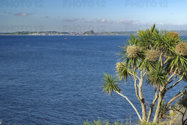 A view of the sea with distinctive palm trees and a distant island, Saint Michael's Mount, Pencanze, Cornwall, United Kingdom